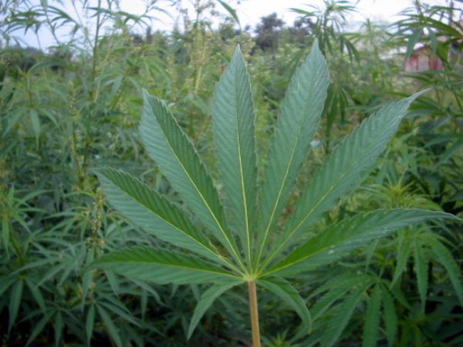 Aprovada a lei que permite cultivo de Cannabis no estado do Rio de Janeiro
