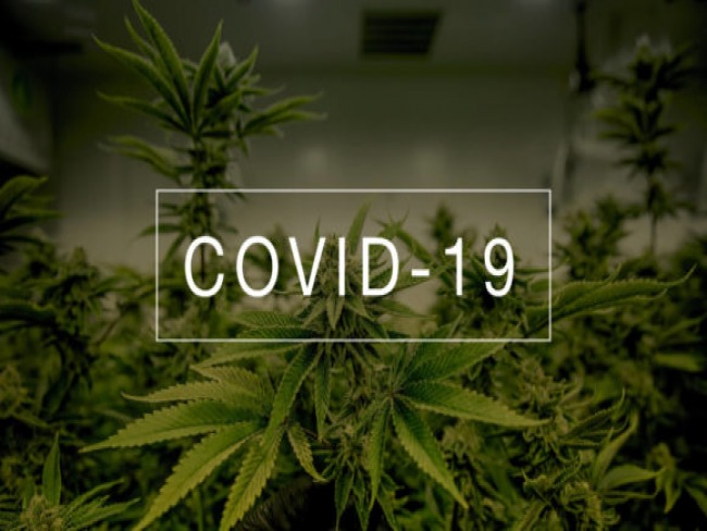 Covid-19 pode ser o ponto de virada para a legalização global da Cannabis