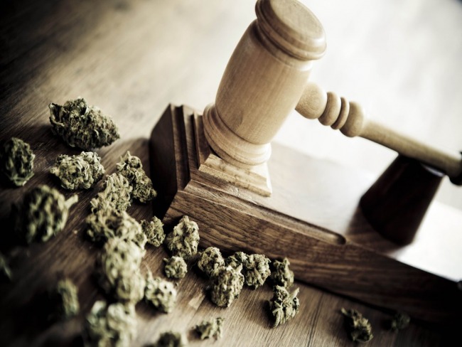STJ define competência para viabilizar cultivo da Cannabis Medicinal