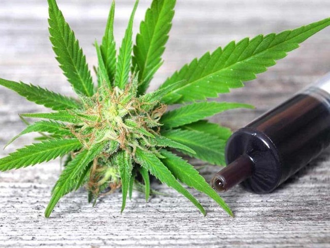Paciente conquista autorização para cultivo de Cannabis no RN
