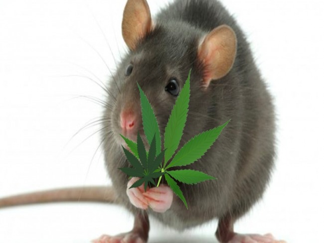 Policiais dizem que ratos comeram 540 kg de maconha que sumiu na Argentina