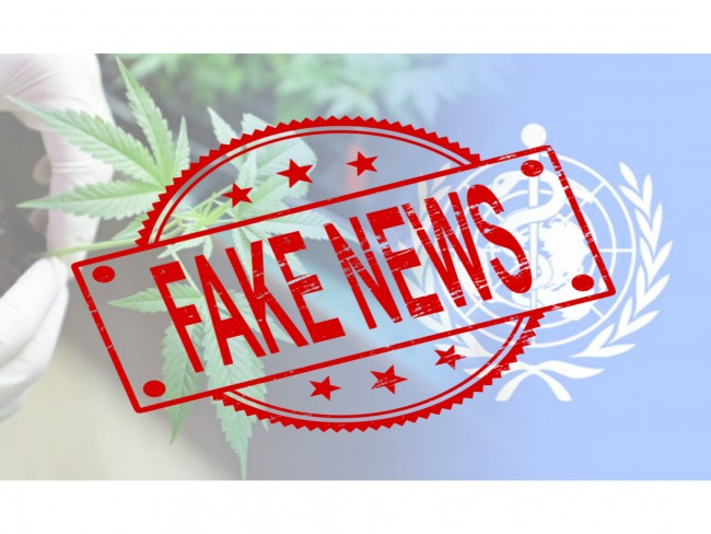 FAKE NEWS: OMS não retirou a Cannabis da listagem oficial de drogas