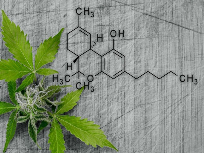 Cannabis: Entenda como é possível variar a concentração de canabinóides na planta
