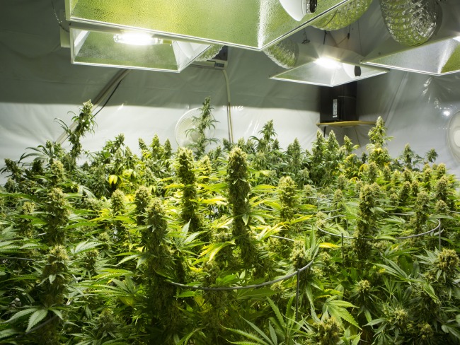 PL propõe cultivo da Cannabis medicinal e industrial com direito à distribuição do fármaco pelo SUS