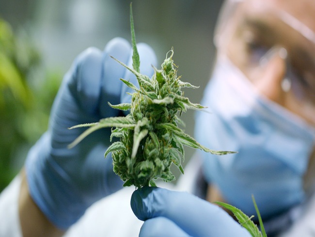 Uruguai ja visa tornar-se um dos maiores exportadores de Cannabis do mundo