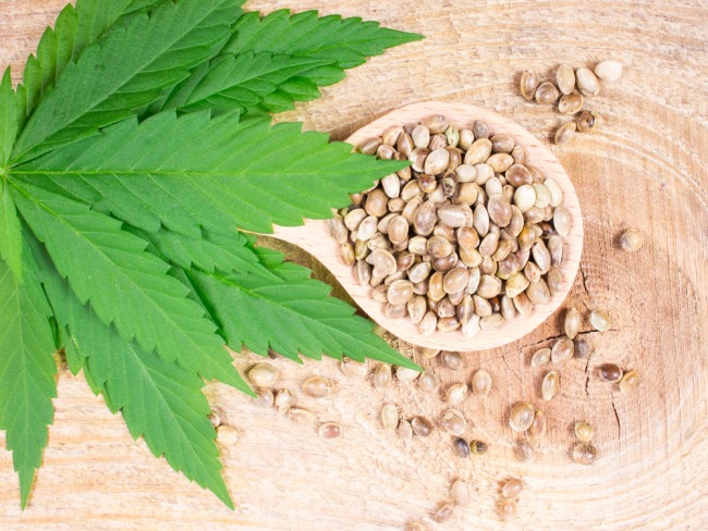 Importar pouca quantidade de semente de cannabis não é crime, decide o STJ