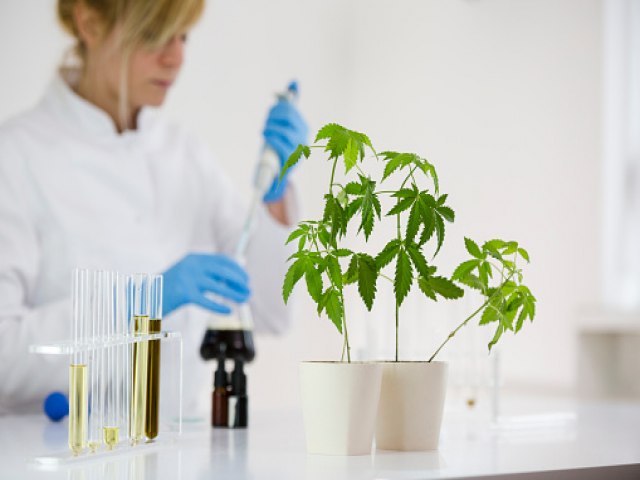 Startup israelense edita gene da planta da cannabis para que resista a fungos