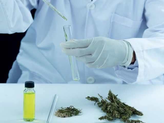 Universidades federais realizam estudos inéditos sobre cultivo da cannabis no Brasil