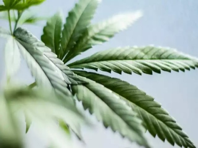 Empresas apóiam pesquisas sobre cannabis