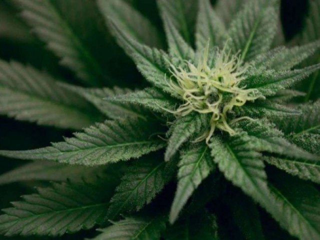 Ibaneis sanciona lei de incentivo a estudos com cannabis medicinal
