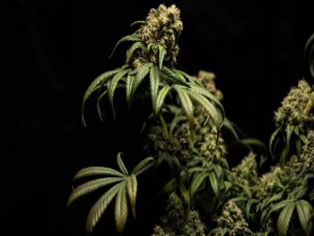 Universidades de NY oferecem mais cursos de cannabis em meio à legalização da maconha