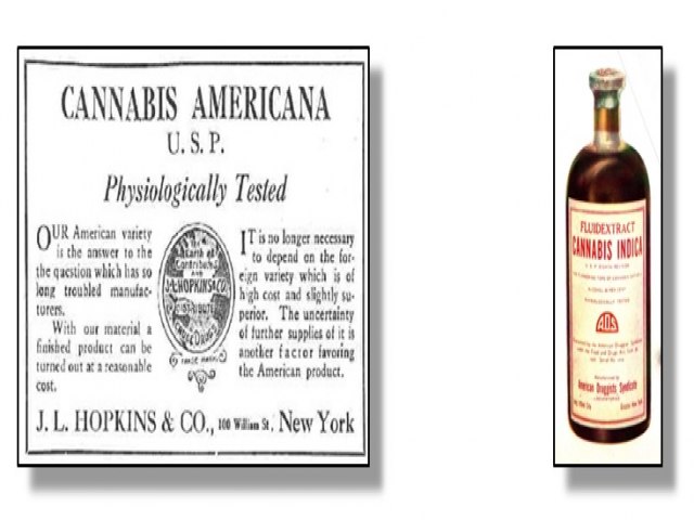Conheça a História da Cannabis Medicinal