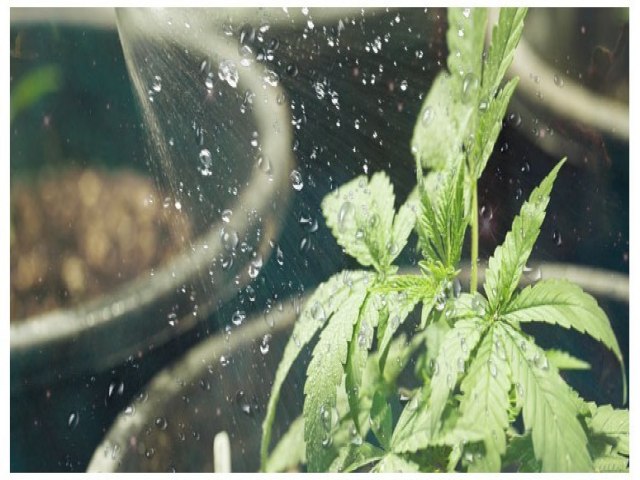 Os 6 elementos essenciais do cultivo de Cannabis