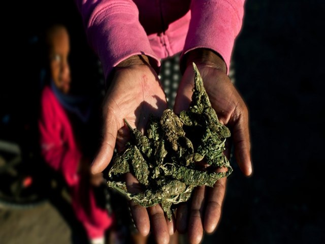 Zimbábue inicia “Fundo Verde” para atrair investidores estrangeiros em cannabis