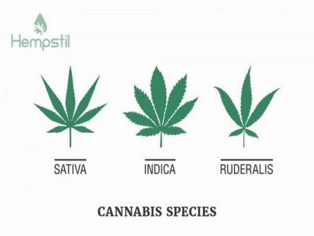 Cannabis: não é porque é natural que é oba oba