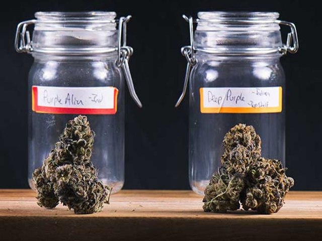 Variedades de Cannabis com Alto Teor de CBD
