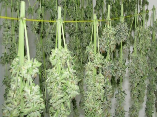 Guia para Secar e Curar Buds de Cannabis