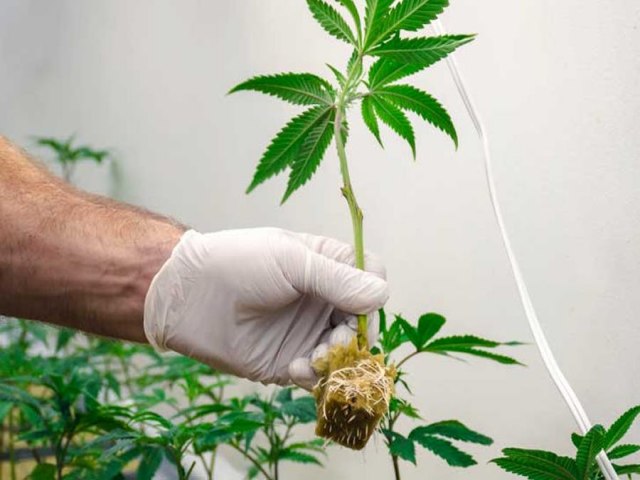 Como clonar uma planta de cannabis