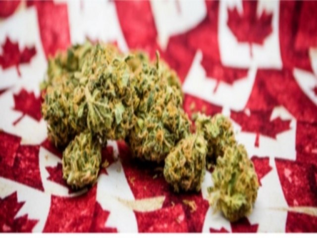 O que acontece com as empresas de Cannabis no Canadá?