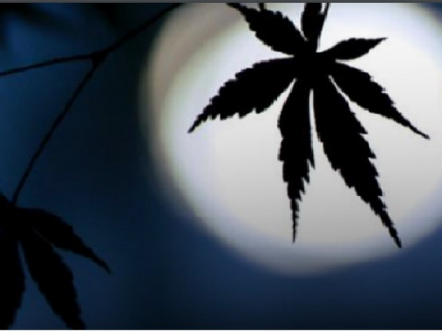 A influência dos ciclos lunares nas plantações de cannabis