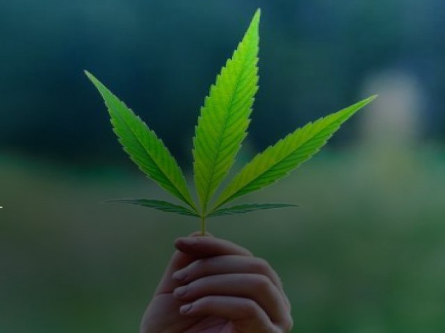 Cannabis, meio ambiente e humanos.