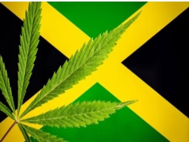 Governo da Jamaica faz campanha defendendo a produção de maconha.