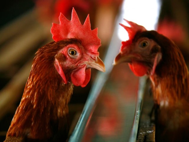 Fazenda na Tailândia vende frangos alimentados com cannabis