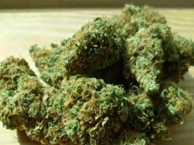 Uso de cannabis está ligado a menor gravidade dos sintomas da COVID-19