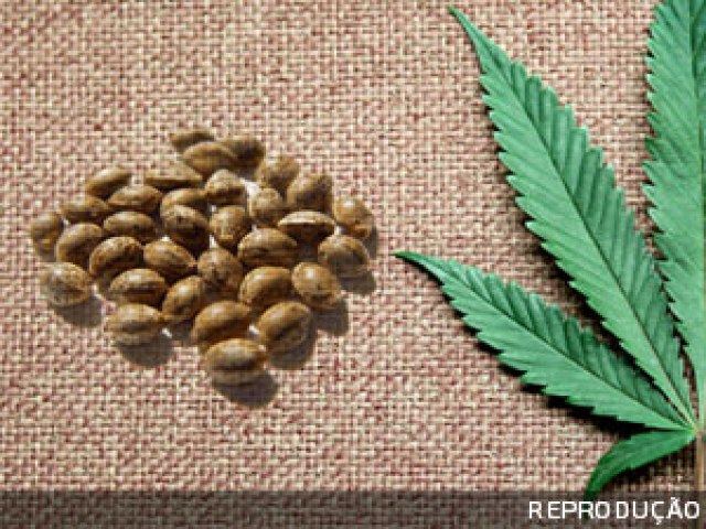 Justiça autoriza paciente com insônia a plantar cannabis em casa