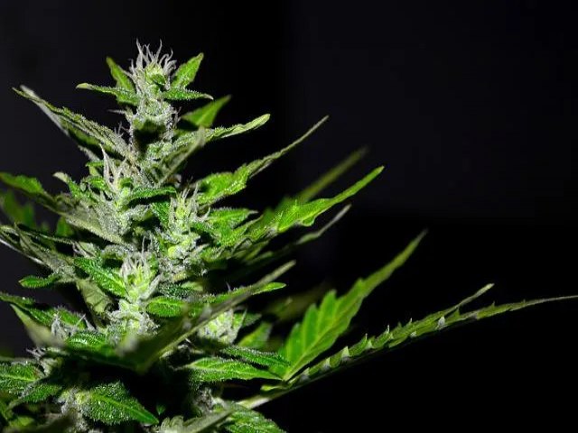 6 condições para as quais a cannabis medicinal tem evidência científica