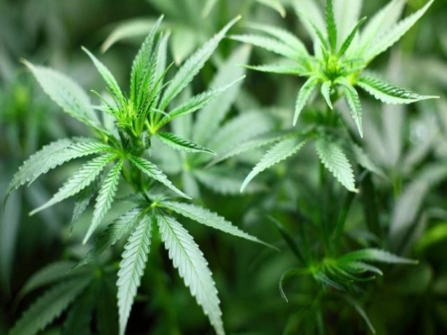 CANNABIS MEDICINAL: estado brasileiro autoriza cultivo de cannabis em casa para alguns tratamentos; entenda