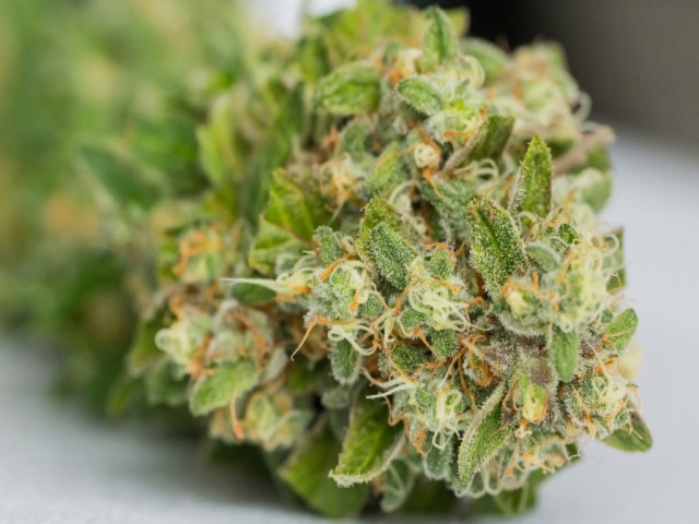 Anvisa aprovou em decisão unânime a importação vegetal da cannabis, ou seja, o extrato na sua forma bruta