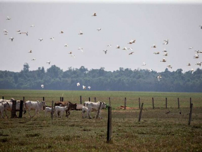 BRASIL PODE GANHAR R$ 2,8 TRILHES COM 'ECONOMIA VERDE', DIZ ESTUDO