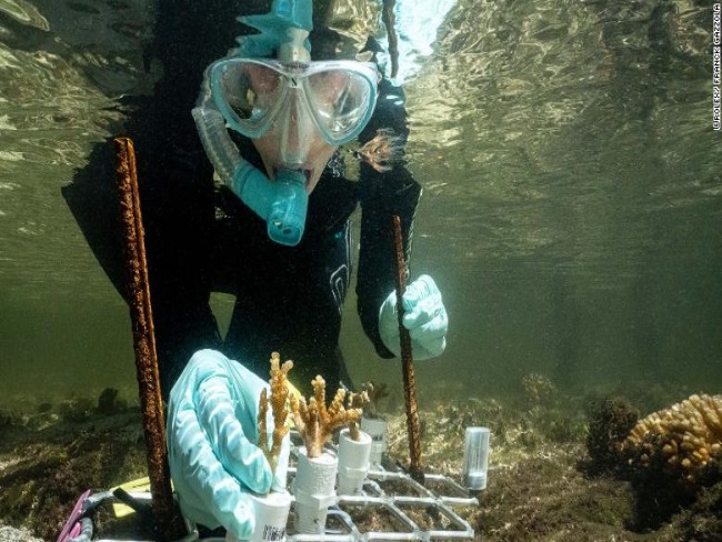 ESTE BILOGO MARINHO QUER USAR OS CORAIS MAIS RESISTENTES DO MUNDO PARA SALVAR RECIFES MORIBUNDOS