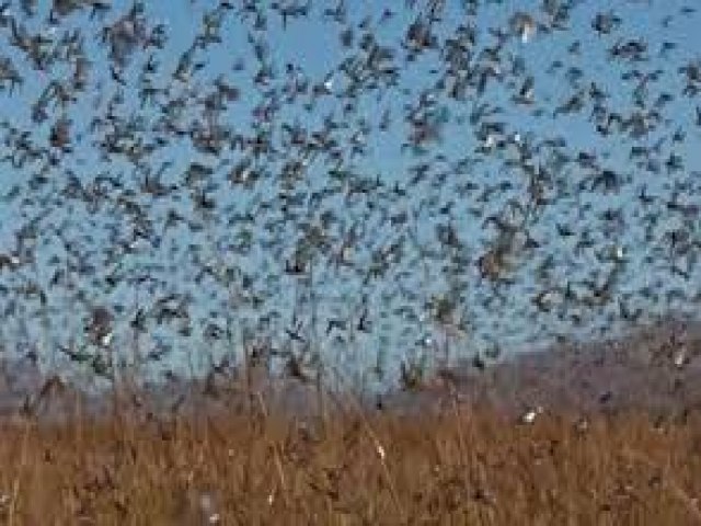 ARGENTINA ALERTA PARA NOVA NUVEM DE GAFANHOTOS NA FRONTEIRA COM O BRASIL