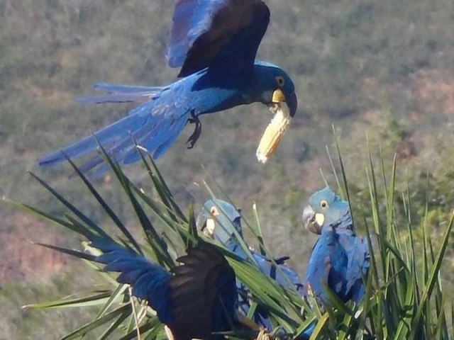 O PROJETO QUE TENTA RESOLVER 'BRIGA' ENTRE AGRICULTORES E ARARA AMEAADA DE EXTINO NA CAATINGA