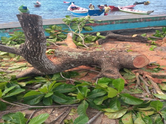 MORADORES SE REVOLTAM COM CORTE DE RVORES NO CRASTO