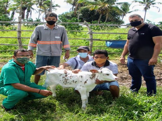 ESTNCIA MANTM PROGRAMA DE INCENTIVO  MELHORIA GENTICA EM BOVINOS