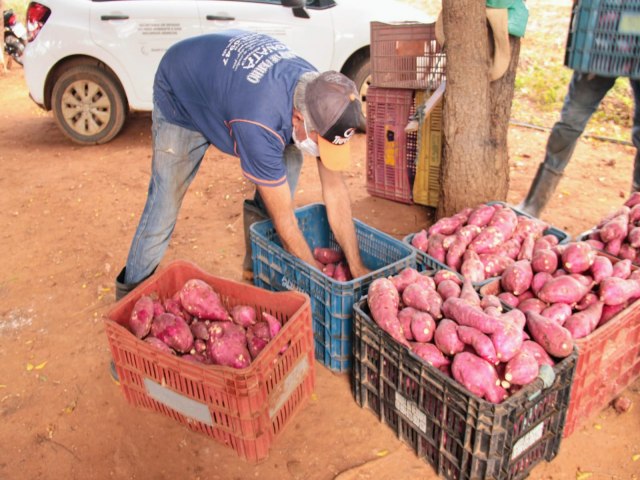 PERMETRO IRRIGADO DOBRA PRODUO DE BATATA NO ESTADO