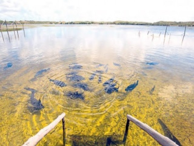 SERGIPE VIVE SITUAO ENDMICA PARA ESQUISTOSSOMOSE