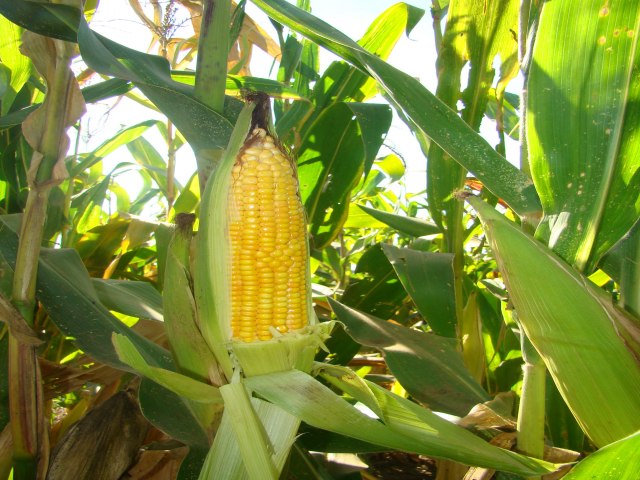 AGRICULTORES DEVEM COLHER 2,8 MILHES DE ESPIGAS DE MILHO VERDE NO PERODO JUNINO