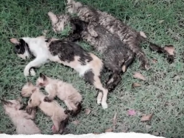 DEZ GATOS SO ENCONTRADOS MORTOS NO PARQUE DA SEMENTEIRA