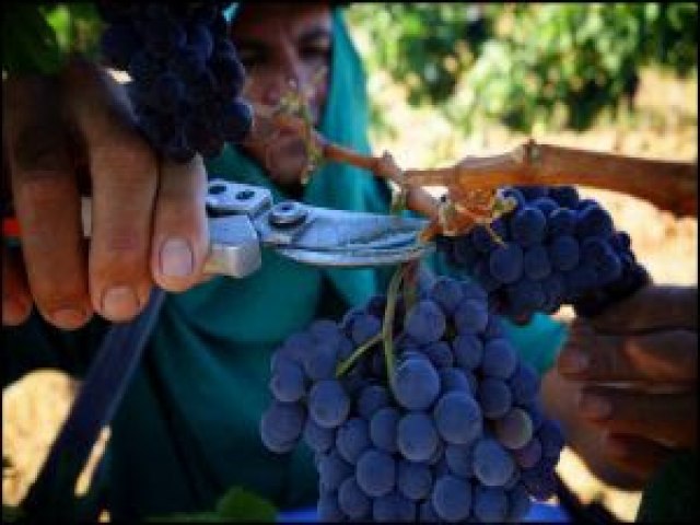 VALE DO SO FRANCISCO GANHA INDICAO DE PROCEDNCIA PARA VINHOS TROPICAIS DO MUNDO