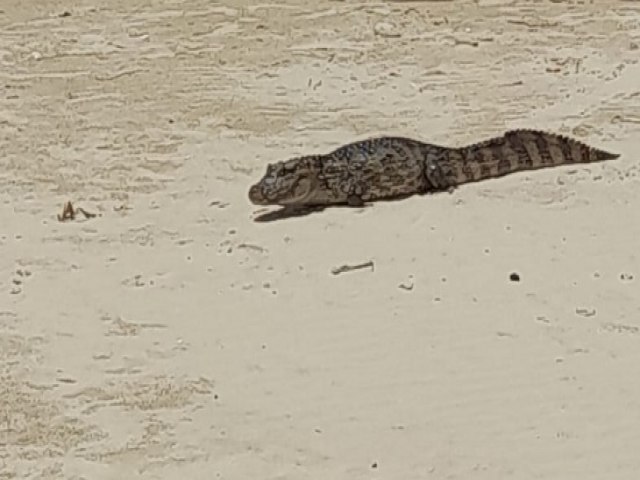 JACAR  FLAGRADO EM PRAIA DA BARRA DOS COQUEIROS