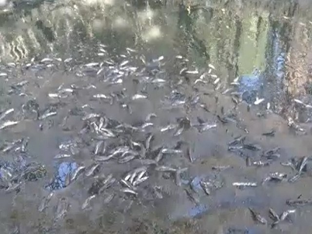 Peixes so encontrados mortos no Rio do Sal; Adema coletar amostras