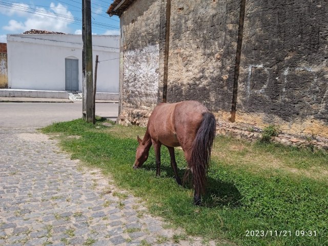 CAVALO PASTA LIVREMENTE EM RUA DO BAIRRO BOTEQUIM EM ESTNCIA