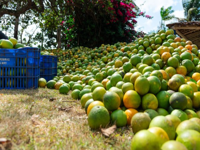 SERGIPE  O SEGUNDO MAIOR FORNECEDOR DE LARANJA PARA CEASAS DO BRASIL