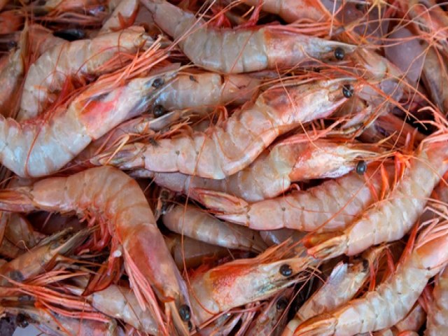MINIST�RIO ORIENTA PESCADORES SOBRE O PER�ODO DE DEFESO DO CAMAR�O MARINHO