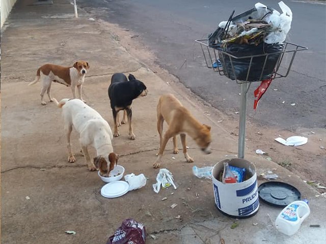 Populao se revolta com excesso de cachorros soltos pelas ruas de Nova Independncia