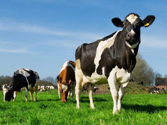 Criadores de gado devem vacinar fmeas contra a Brucelose